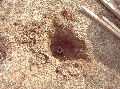 goeje 110.gif